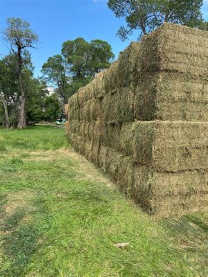  Alfafa: Um Campeão da Nutrição Animal e um Ativo-Chave na Biofertilização!