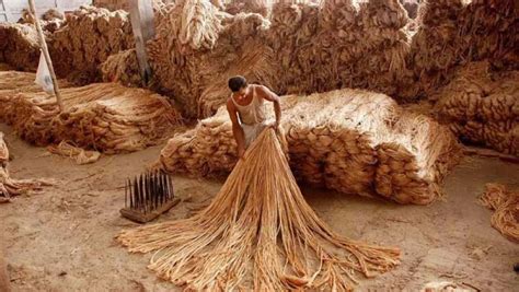 Jute: Um Campeão Sustentável na Produção de Tecidos e Cordas Resistentes!