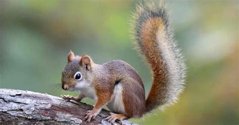 When Does Motorcycle Season Start? And Why Do Squirrels Always Cross the Road at the Wrong Time?